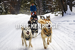 Breckenridge Sled Dogs Colorado