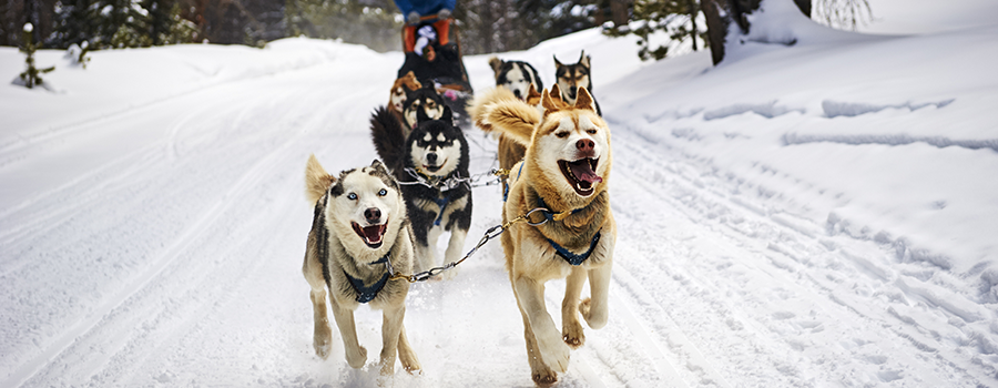 Frisco Dog Sledding