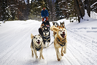 Dog Sledding Silverthorne Winter